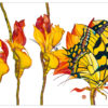 Watercolor of an Eastern Tiger Swallowtail butterfly emergin from a cocoon