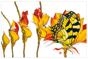 Watercolor of an Eastern Tiger Swallowtail butterfly emergin from a cocoon