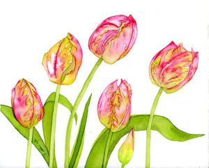 watercolor of five pink and yellow tulips with leaves just beginning to open