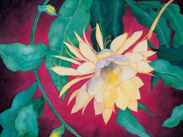 Watercolor closeup of a night-blooming cereus flower