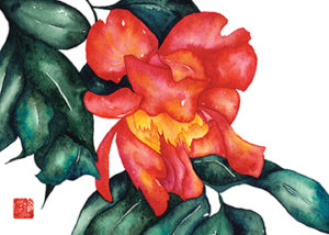 Watercolor of a red Camilia flower
