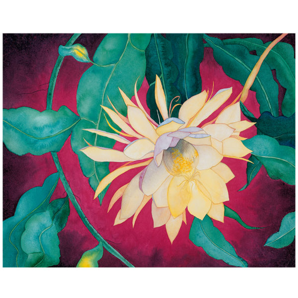 Night-Blooming Cereus Ltd. Ed. Print (18 x 25)