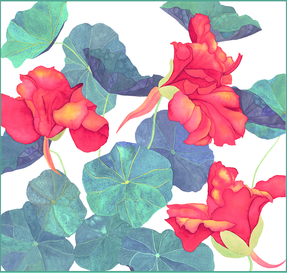 Nasturtiums I 3 reddish orange Nasturtioums with turquoise leaves