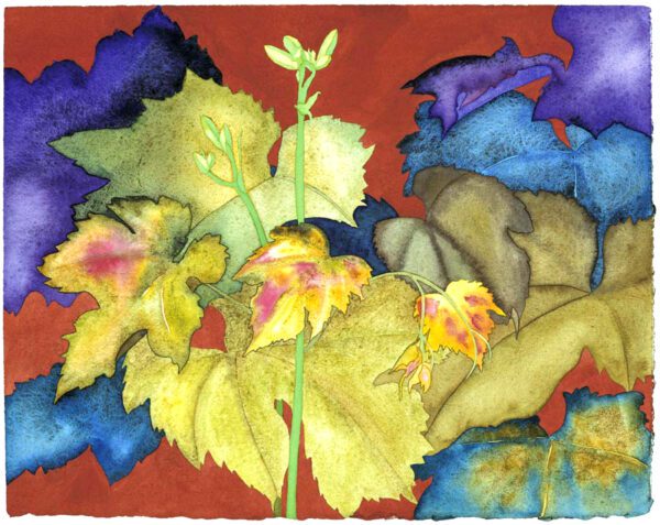 Grape Vine Leafing Out Ltd. Ed. Print - Image 2